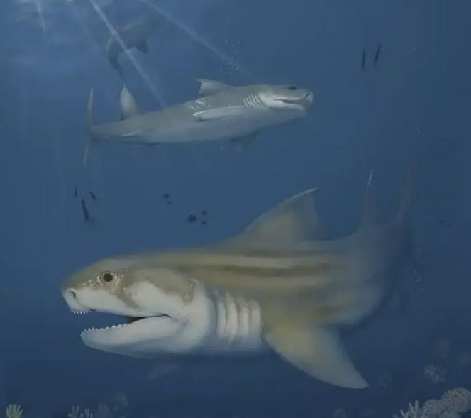 Recreación de los tiburones encontrados marinos 