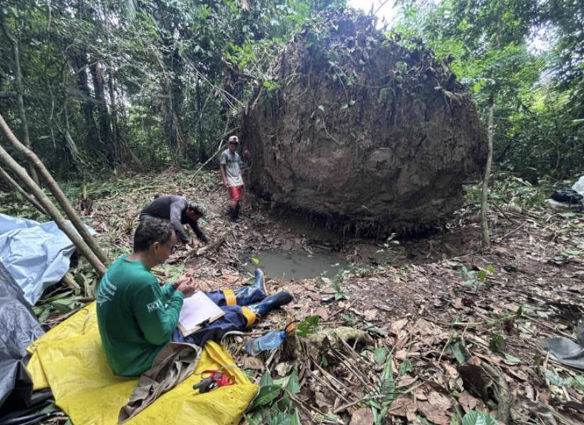 En octubre pasado, los habitantes de la comunidad de Amandarubinha vieron el árbol derribado y contactaron a un sacerdote local que se puso en contacto con el Instituto Mamirauá, a más de 150 millas de distancia por los arqueólogos