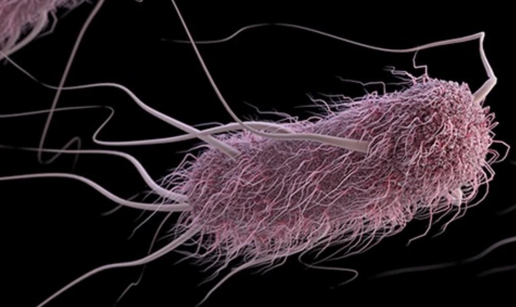 Bacteria Escherichia coli que daña nuestra salud
