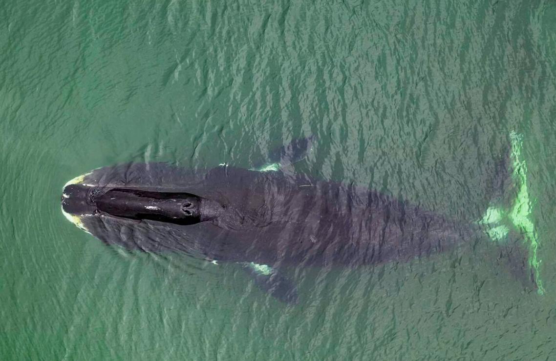 Originaria de las aguas árticas del hemisferio norte, la ballena boreal puede vivir siglos, y ahora los científicos creen saber por qué - Científicos ITM