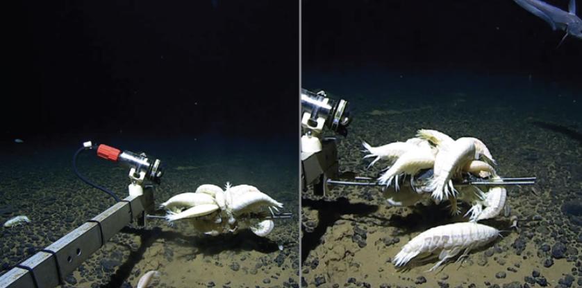 Agregaciones de A. gigantea al cebo a 6500–6700 m de la zona de fractura de Murray, Pacífico Norte - Científicos. Escala: 20 cm. SCIENCE