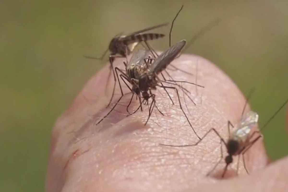 Ejemplar de mosquito Aedes aegypti en Canarias - CER