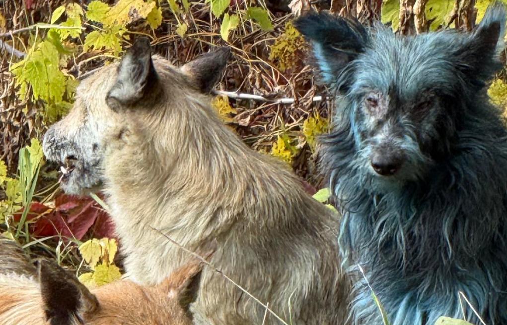Los perros de Chernóbil están mutando sin control - SCIENCE