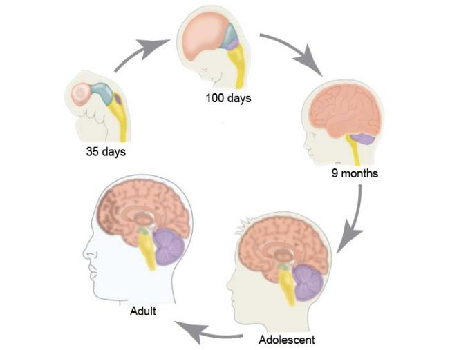 Envejecimiento del cerebro humano - CER