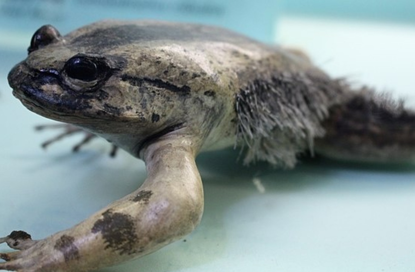 Chernóbil y su zona de exclusión se han convertido en un laboratorio natural donde la fauna muestra sorprendentes adaptaciones a la radiación