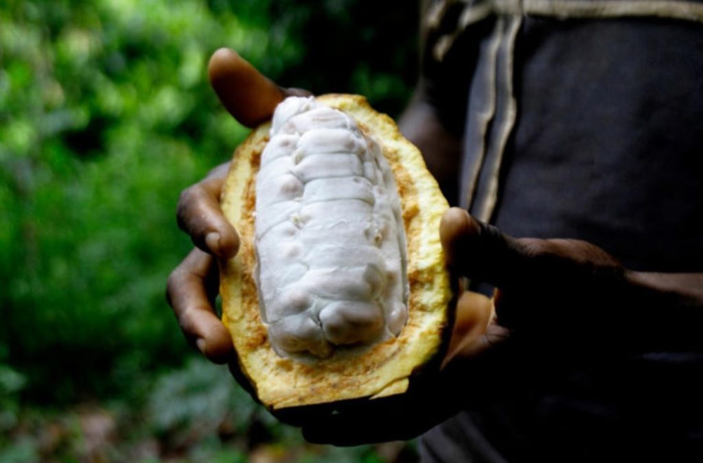 Cápsulas de extracto de cacao junto a granos de cacao como alimento investigado por su posible beneficio cardiovascular en adultos mayores