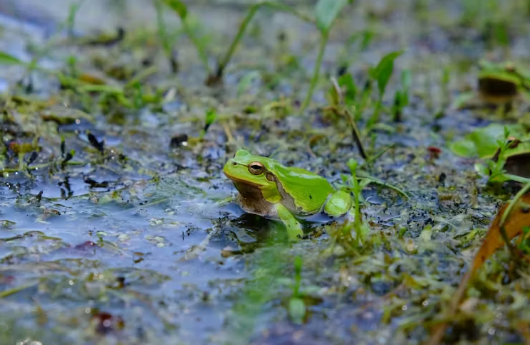 Chernóbil y su zona de exclusión se han convertido en un laboratorio natural donde la fauna muestra sorprendentes adaptaciones a la radiación