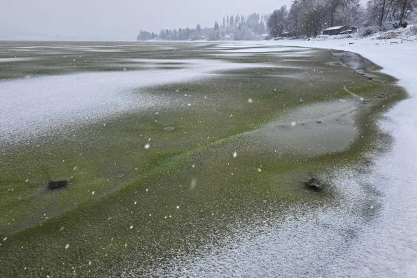 Científicos observan hielo verde en el lago Lipno debido a una acumulación inusual de cianobacterias bajo el hielo