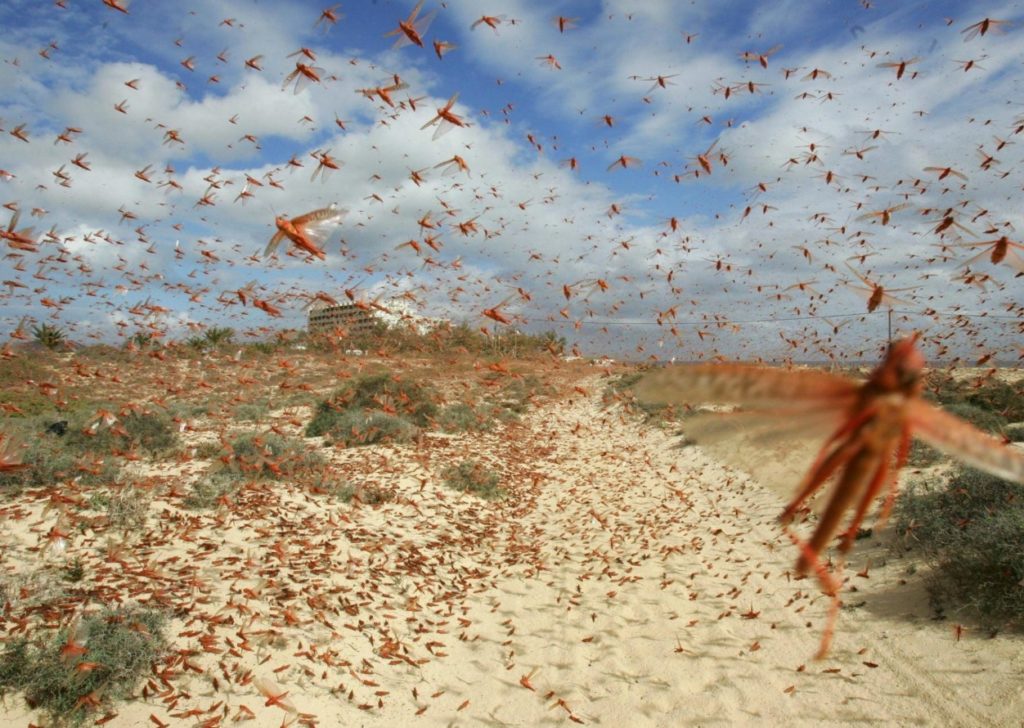 Langosta africana en Lanzarote posada en zona costera cercana a cultivos, tras la llegada de un enjambre adulto agotado por el vuelo desde el Sáhara a Canarias