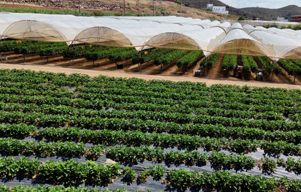 Sistema de riego agrícola en Canarias con uso de aguas regeneradas