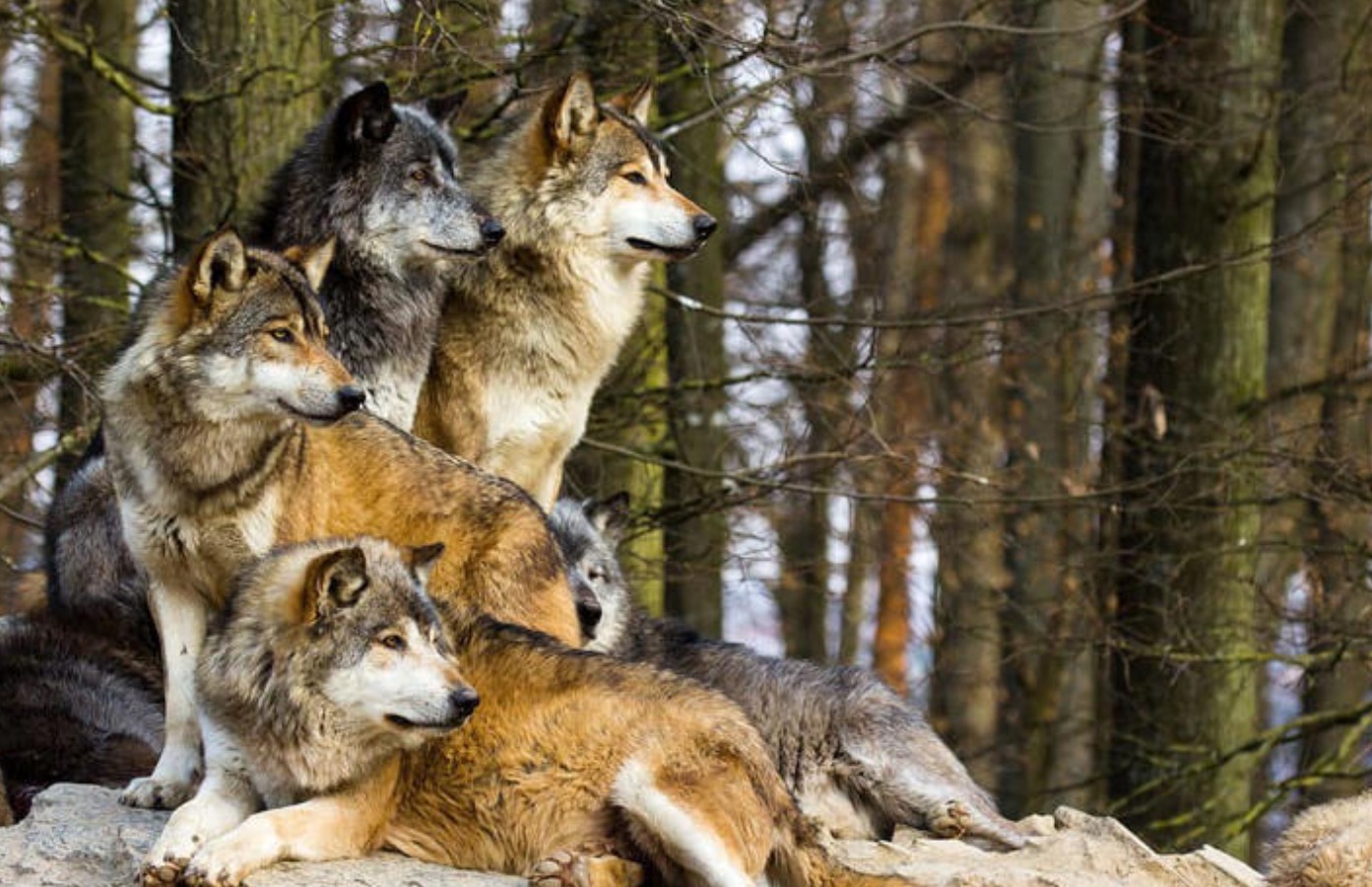Un lobo gris en un bosque cercano a la zona de exclusión de Chernóbil - NATURE