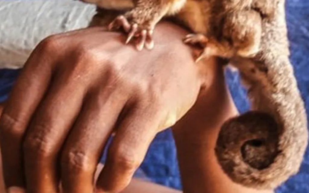 Selva tropical de Nueva Guinea donde científicos redescubrieron dos marsupiales que se creían extintos