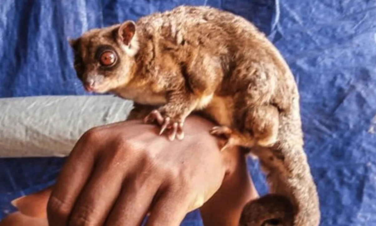 El petauro de cola anillada ( Tous ayamaruensis ) es considerado sagrado por algunos grupos indígenas de Nueva Guinea.(Crédito de la imagen: Foto de Arman Muharmansyah ( CC-BY-4.0 )) científicos