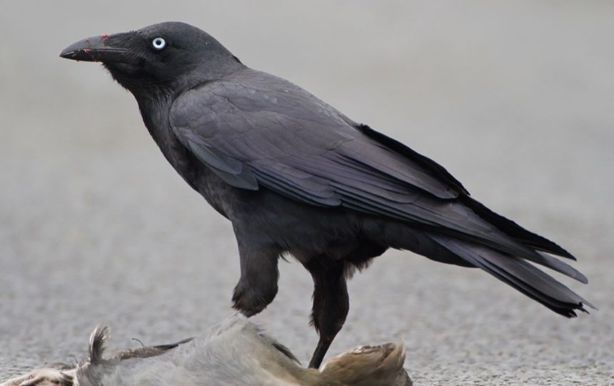 Cuervos posados en un jardín doméstico durante el día emitiendo vocalizaciones para comunicarse y marcar territorio según explican los especialistas en fauna silvestre