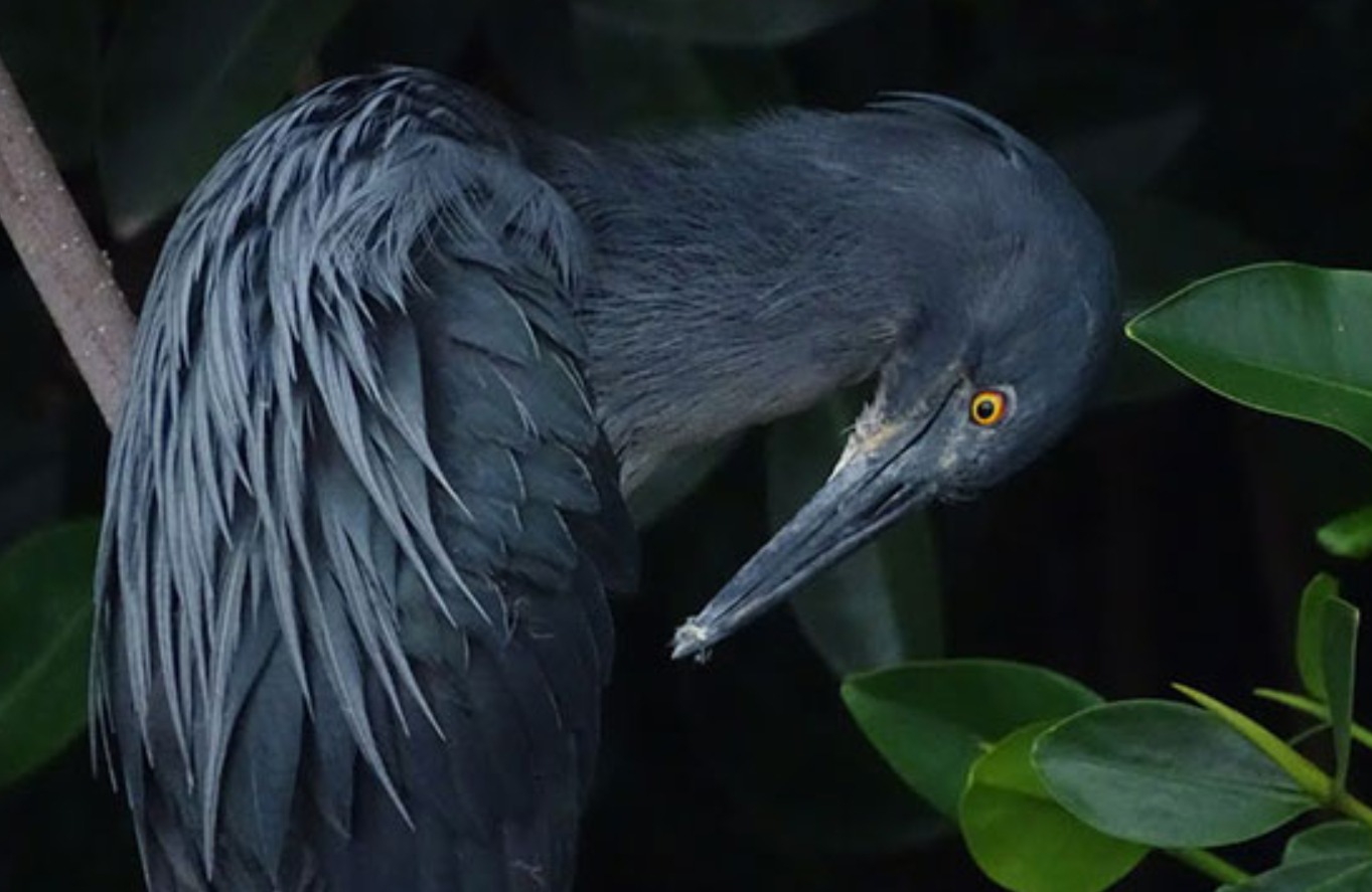 Garza de lava en las islas Galápagos posada cerca del agua tras el descubrimiento científico que confirma que se trata de una especie propia - NATURE