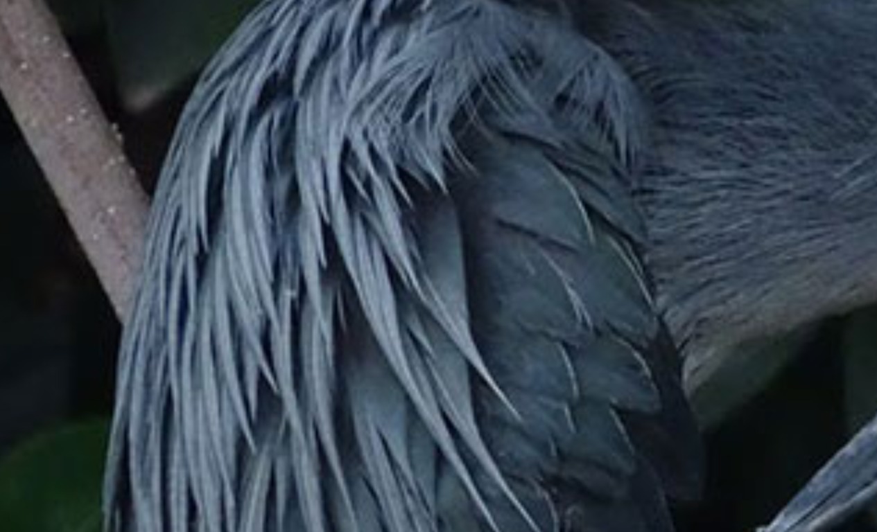 Garza de lava en las islas Galápagos posada cerca del agua tras el descubrimiento científico que confirma que se trata de una especie propia