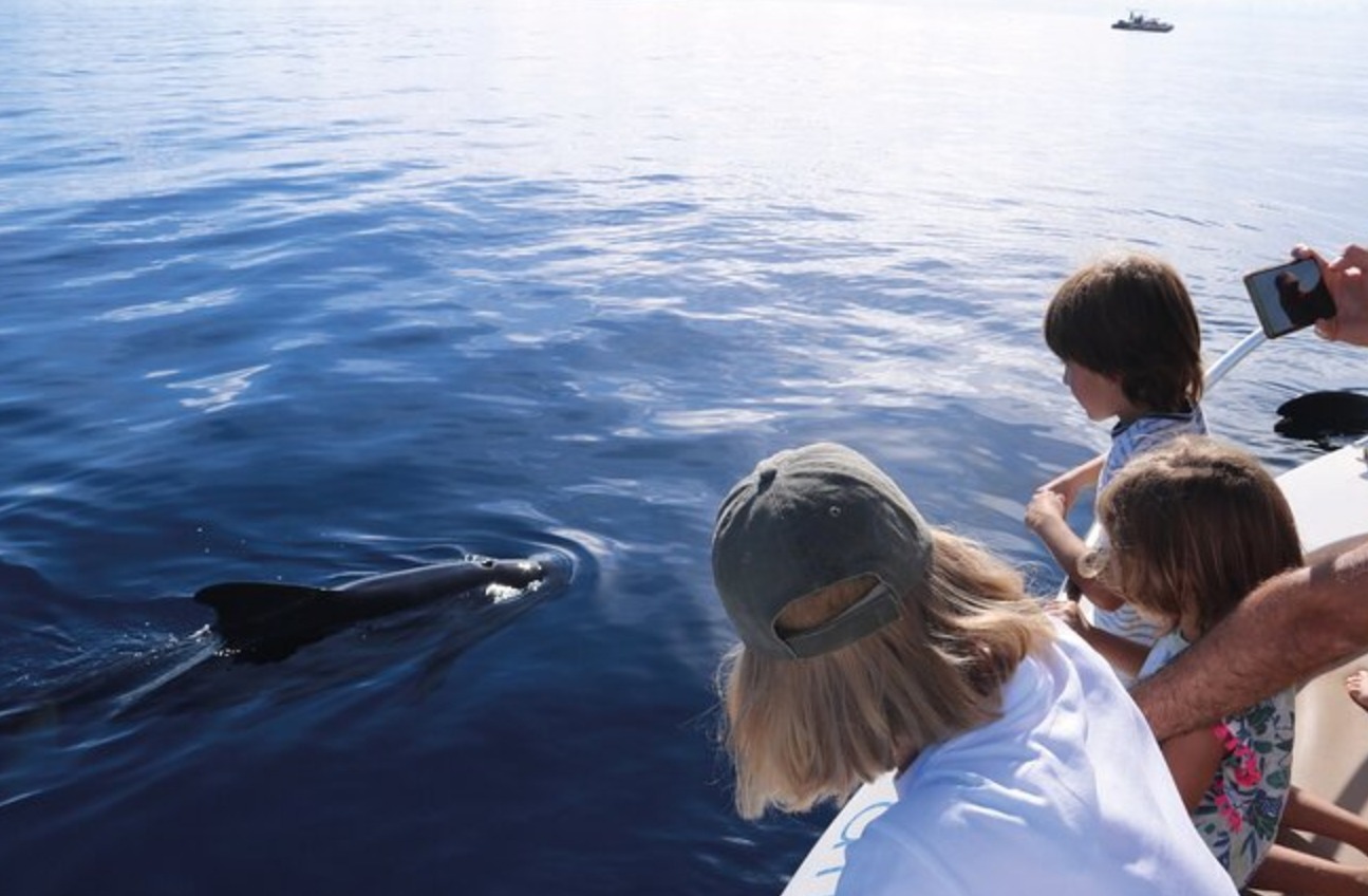 Avistamiento de cetáceos en Tenerife con turistas observando ballenas y delfines en una excursión marina dentro del turismo azul en Canarias