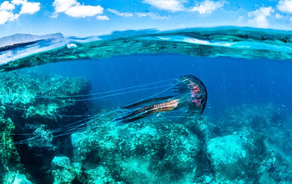 Cambio de color del océano cerca de Canarias detectado por satélites debido a una floración de fitoplancton