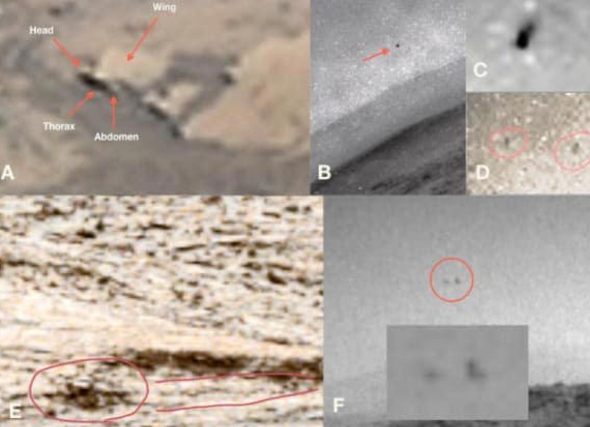 Imagen captada por el rover Curiosity mostrando la superficie rocosa del planeta Marte - NASA