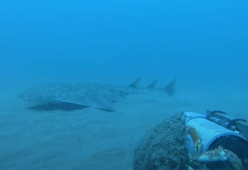 Imagen submarina de un tiburón ángel descansando sobre el fondo arenoso en aguas de Canarias, una especie marina protegida cuyo regreso está siendo analizado por científicos tras años sin verse en varias zonas del archipiélago.