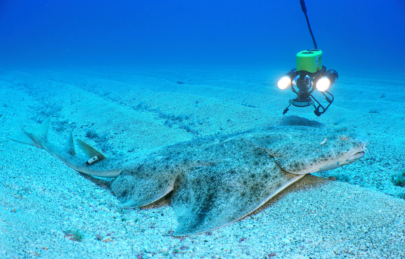 Imagen submarina de un tiburón ángel descansando sobre el fondo arenoso en aguas de Canarias, una especie marina protegida cuyo regreso está siendo analizado por científicos tras años sin verse en varias zonas del archipiélago.