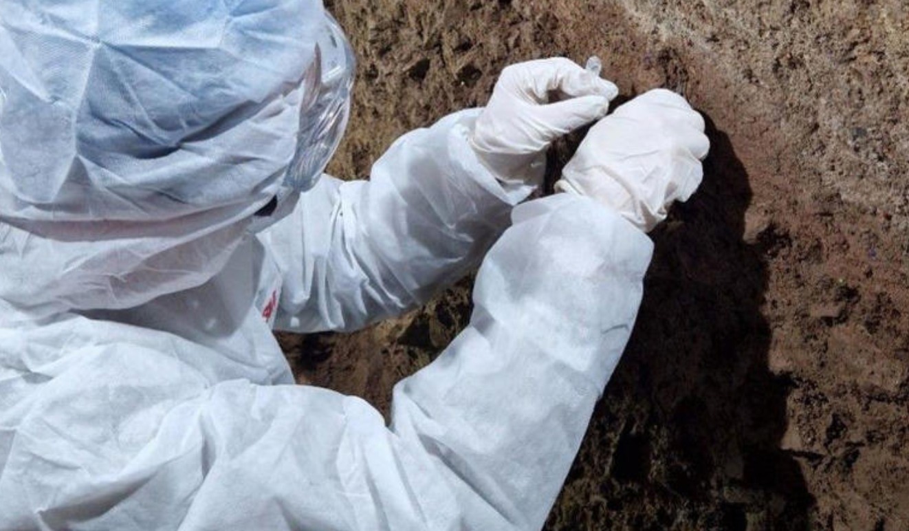 Una cueva oculta bajo un castillo del siglo XI en Gales esconde huesos de hipopótamo, mamut y restos neandertales de hace 120.000 años en un hallazgo único.