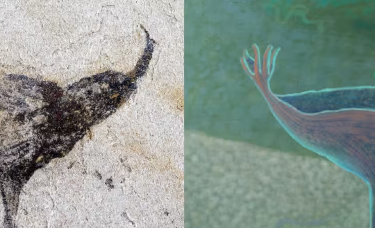 Reconstrucción artística de la biota de Jiangchuan, un ecosistema de hace 540 millones de años descubierto en China con animales complejos que la ciencia creía imposibles para esa época para los científicos