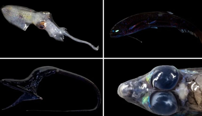 Collage de las 24 nuevas especies de anfípodos descubiertas en la Zona Clarion-Clipperton del océano Pacífico a más de 4.000 metros de profundidad