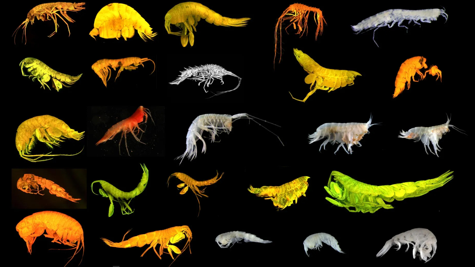 nuevas-especies-fondo-mar-pacifico-rama-desconocida-arbol-vida