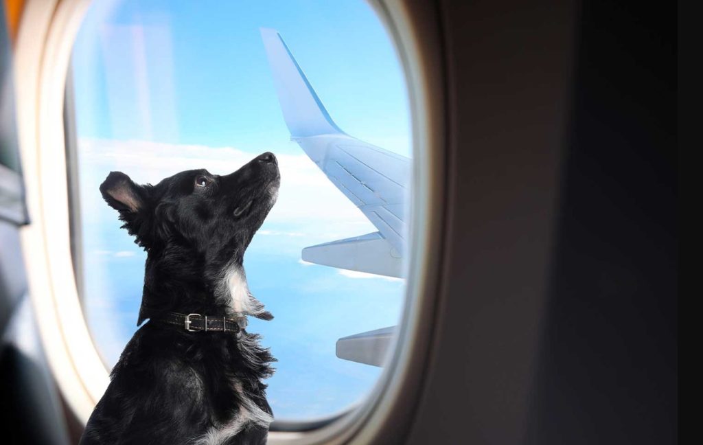 Perro junto a su dueño en un aeropuerto europeo donde desde el 22 de abril de 2026 es obligatorio prerregistrar el viaje de las mascotas en una base de datos de la Unión Europea antes de cruzar fronteras con mascotas