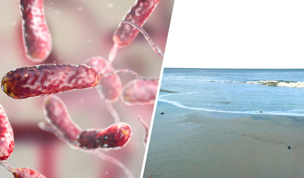 magen microscópica de amebas de vida libre que según un estudio publicado en Biocontaminant se están expandiendo por todo el mundo impulsadas por el calentamiento global y las redes de agua obsoletas