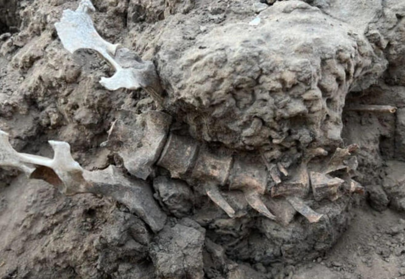 Hallan en Australia el esqueleto de un dingo enterrado con honores hace 1.000 años: las ofrendas continuaron durante cinco siglos - Arqueólogos