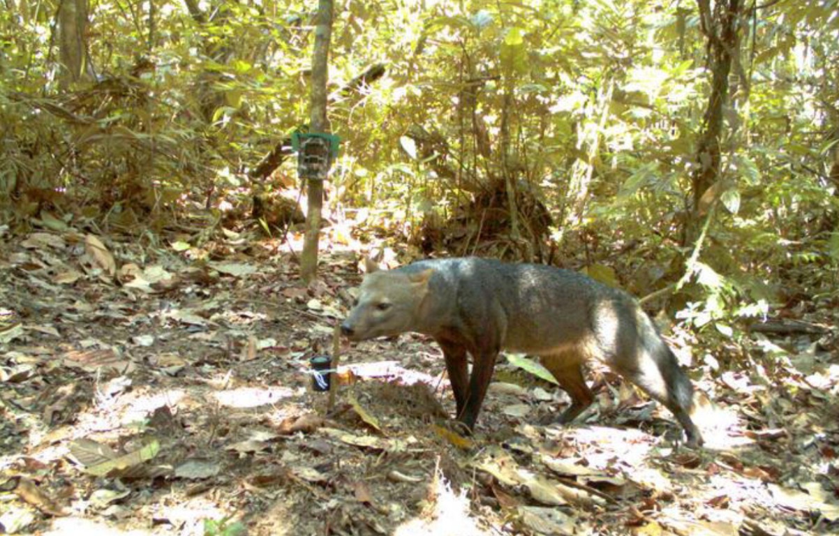 Sus patas son únicas en el mundo y casi nadie lo había visto: el animal del Amazonas que acaba de salir del anonimato