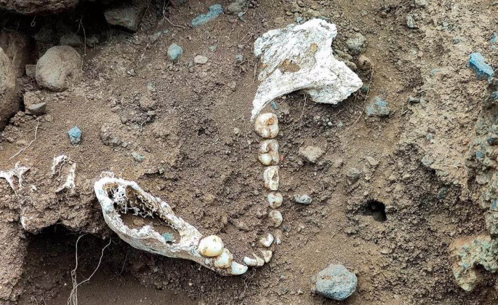 Restos óseos localizados en la costa de Garachico, en Tenerife. GOBIERNO DE CANARIAS